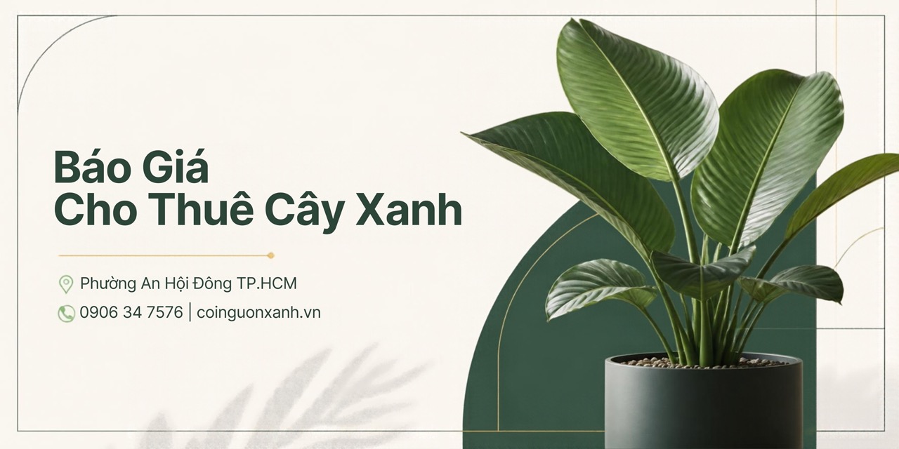 Báo Giá Cho Thuê Cây Xanh Phường An Hội Đông TP.HCM Mới Nhất