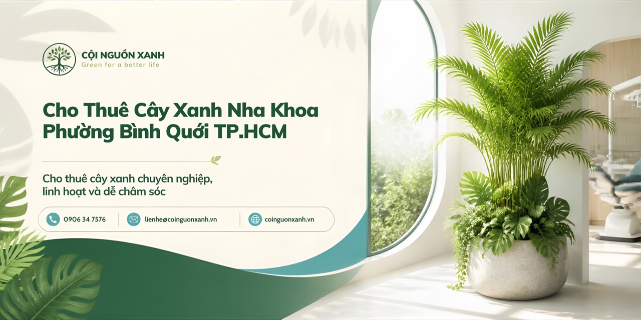 Cho thuê cây xanh nha khoa ở Phường Bình Quới TP.HCM