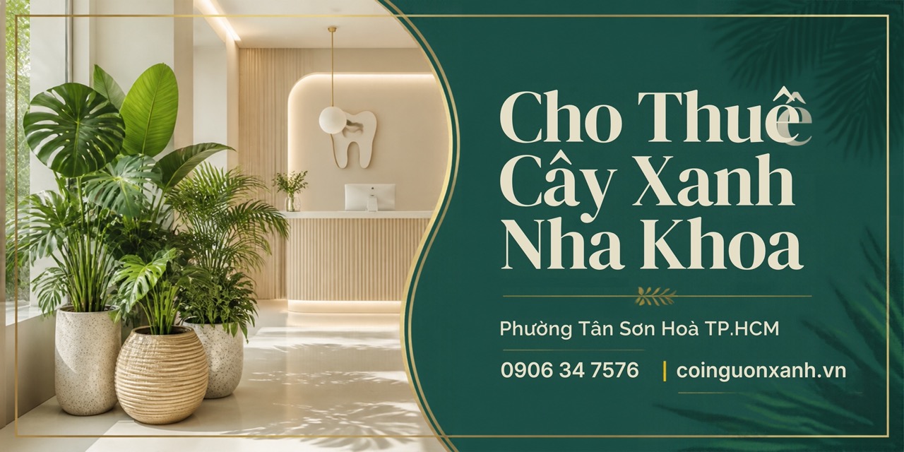 Cho Thuê Cây Xanh Nha Khoa Ở Phường Tân Sơn Hòa TP.HCM – Cội Nguồn Xanh