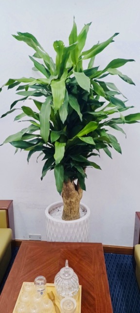 Cho Thuê Cây Xanh Văn Phòng Ngân Hàng Bảo Việt Chi Nhánh TP.HCM