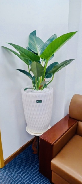 Cho Thuê Cây Xanh Văn Phòng Ngân Hàng Bảo Việt Chi Nhánh TP.HCM