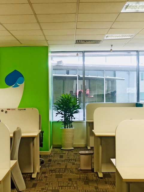 Cho Thuê Cây Xanh Văn Phòng Cho Capgemini Vietnam Tại TP.HCM