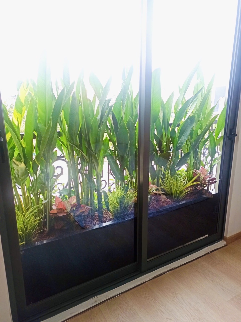 Cho thuê cây xanh văn phòng Công ty Phụng Sự Vẻ Đẹp Việt tại Phường An Khánh TP.HCM