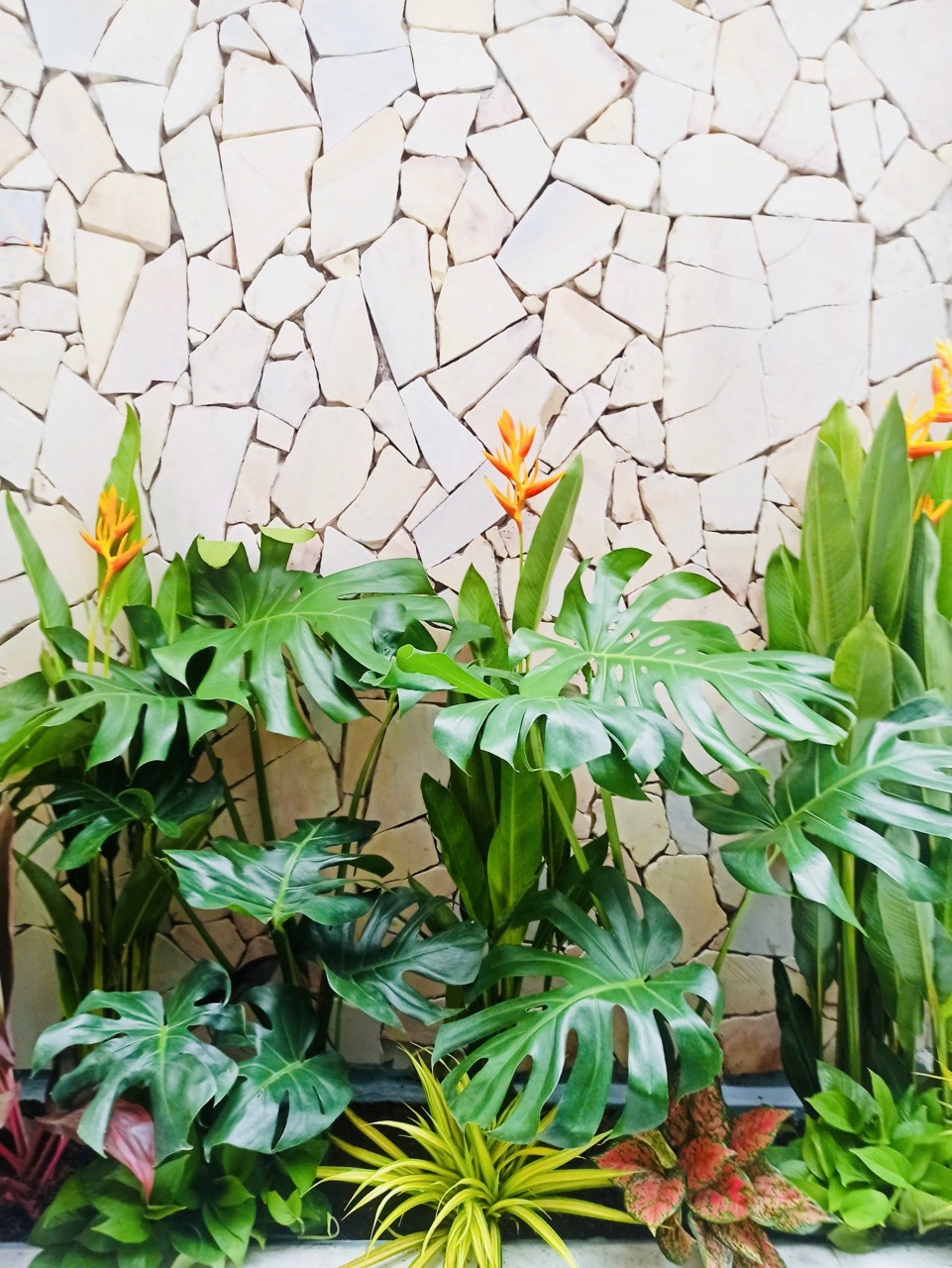 Cho thuê cây xanh văn phòng Công ty Phụng Sự Vẻ Đẹp Việt tại Phường An Khánh TP.HCM