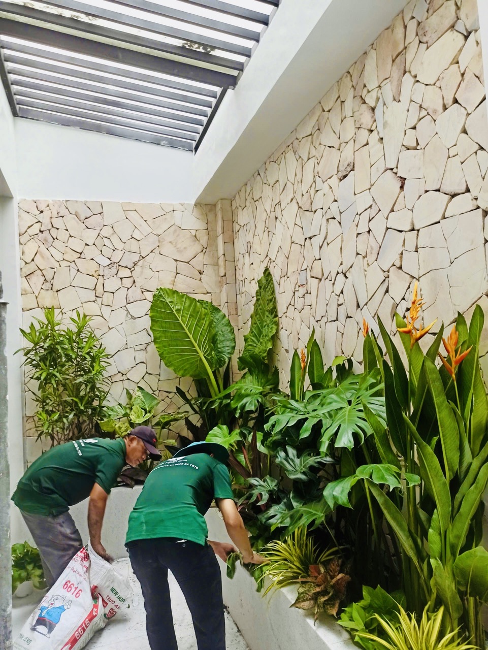 Cho thuê cây xanh văn phòng Công ty Phụng Sự Vẻ Đẹp Việt tại Phường An Khánh TP.HCM