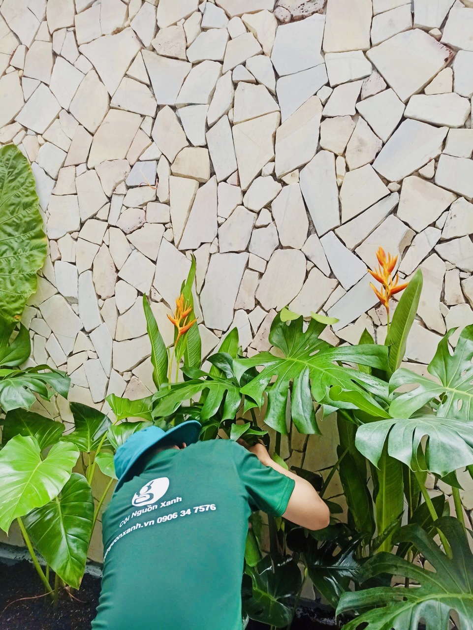 Cho thuê cây xanh văn phòng Công ty Phụng Sự Vẻ Đẹp Việt tại Phường An Khánh TP.HCM
