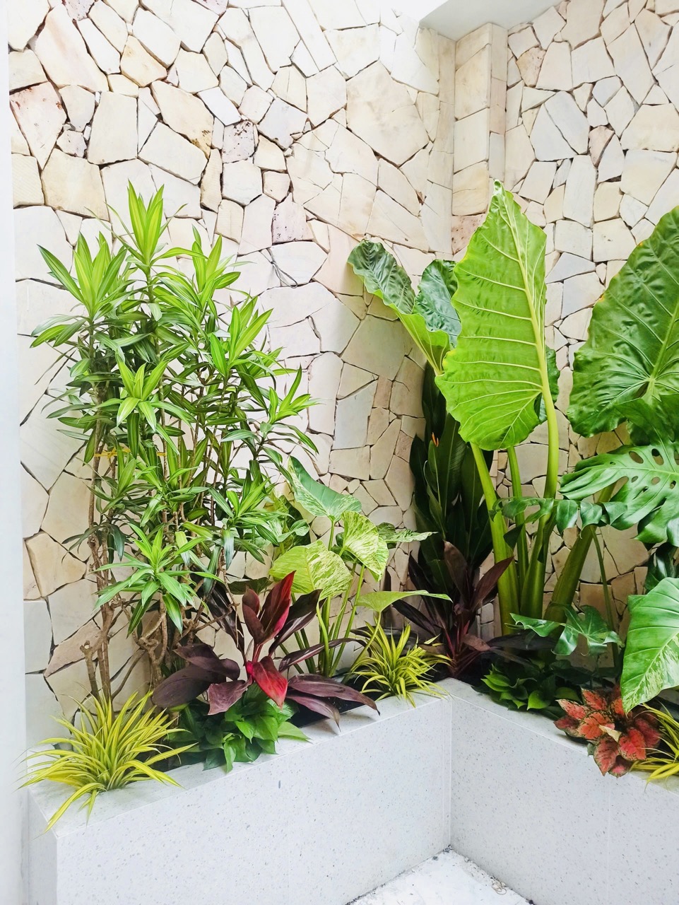 Cho thuê cây xanh văn phòng Công ty Phụng Sự Vẻ Đẹp Việt tại Phường An Khánh TP.HCM