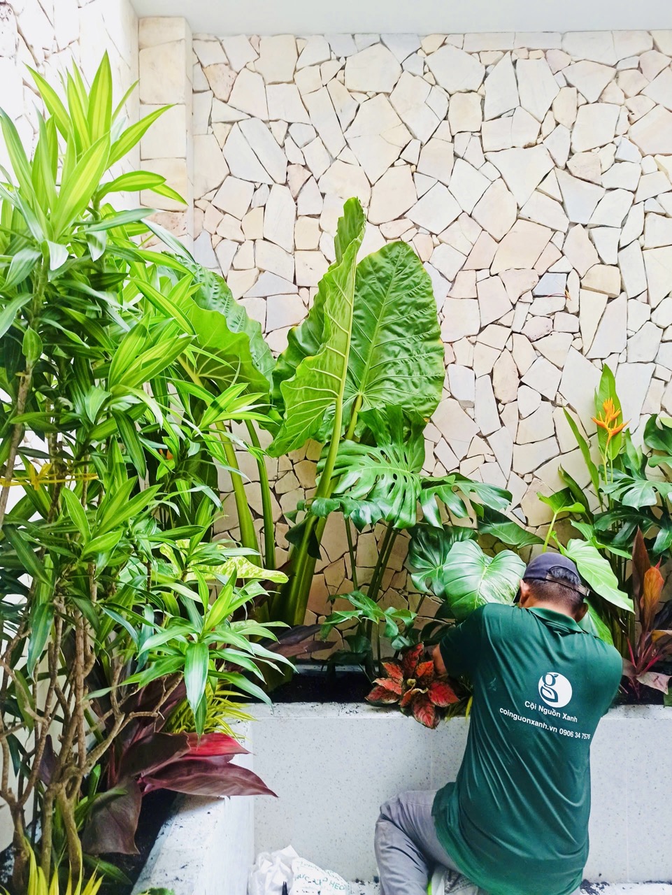Cho thuê cây xanh văn phòng Công ty Phụng Sự Vẻ Đẹp Việt tại Phường An Khánh TP.HCM