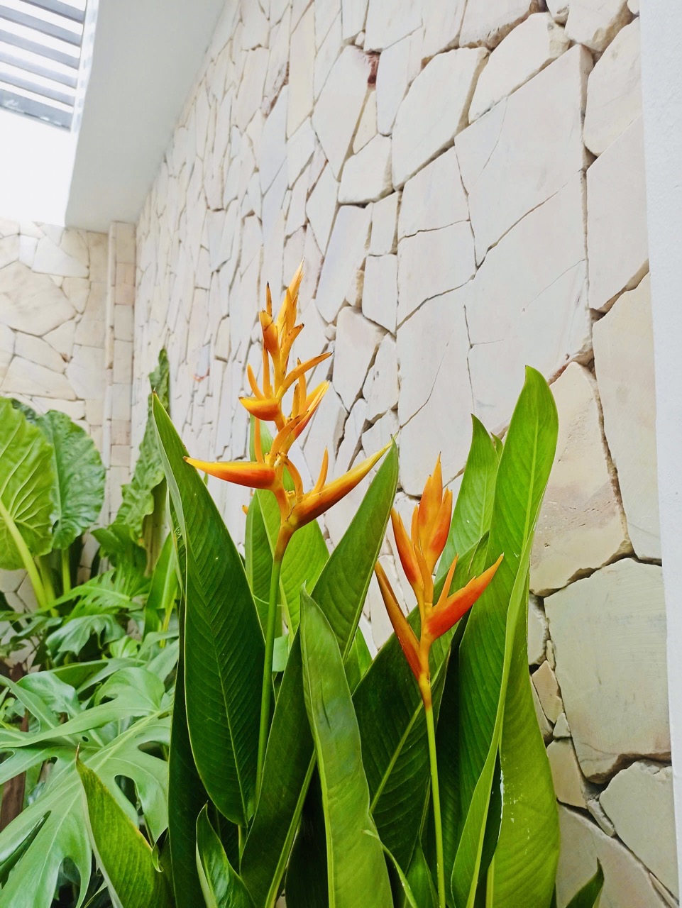 Cho thuê cây xanh văn phòng Công ty Phụng Sự Vẻ Đẹp Việt tại Phường An Khánh TP.HCM
