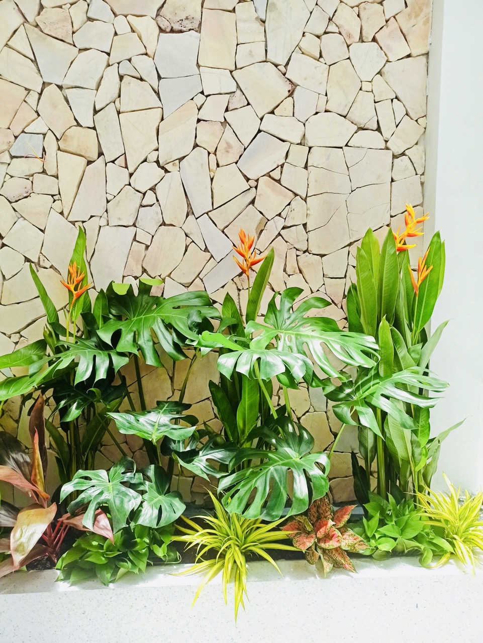 Cho thuê cây xanh văn phòng Công ty Phụng Sự Vẻ Đẹp Việt tại Phường An Khánh TP.HCM