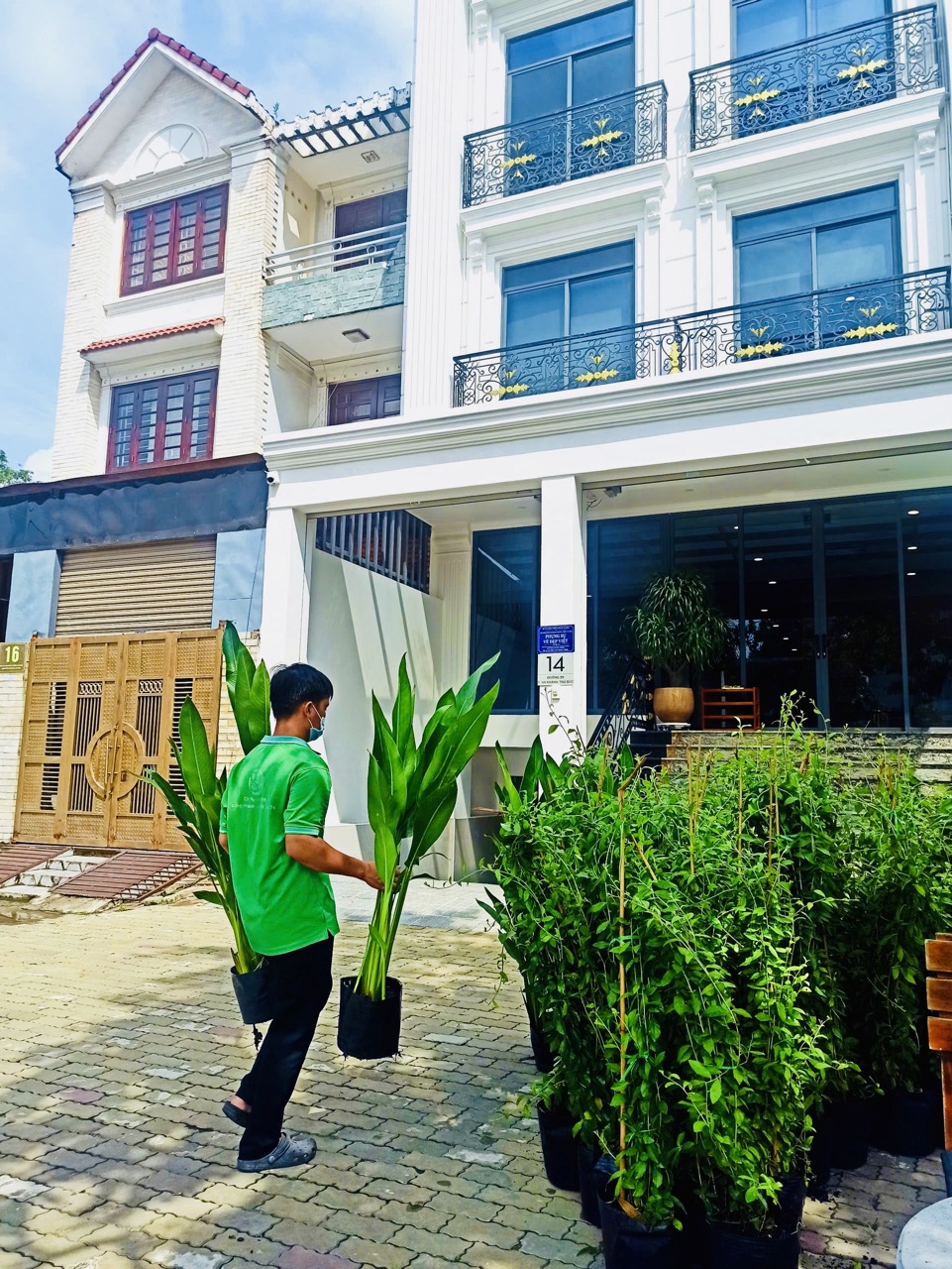 Cho thuê cây xanh văn phòng Công ty Phụng Sự Vẻ Đẹp Việt tại Phường An Khánh TP.HCM