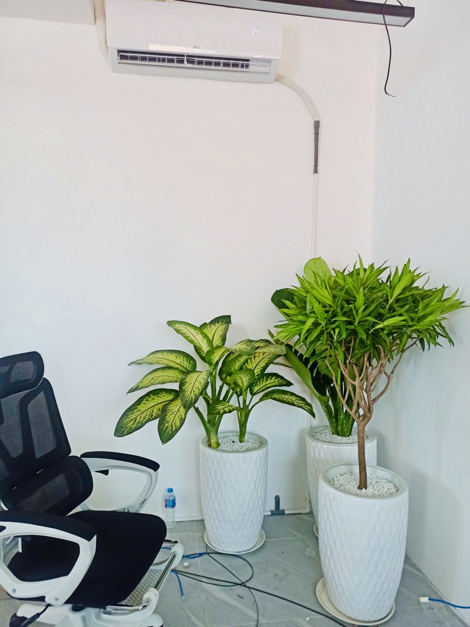Cội Nguồn Xanh cung cấp dịch vụ cho thuê cây xanh văn phòng Công ty Seven Way tại Phường An Khánh TP.HCM