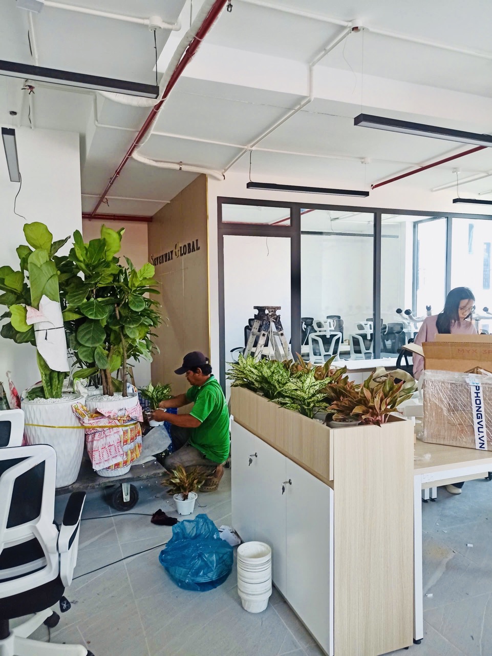 Cội Nguồn Xanh cung cấp dịch vụ cho thuê cây xanh văn phòng Công ty Seven Way tại Phường An Khánh TP.HCM