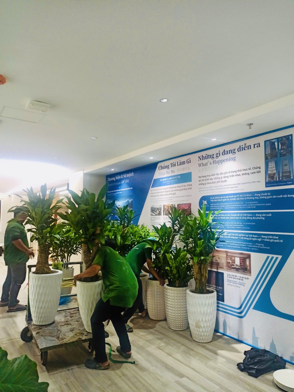 Cho thuê cây xanh văn phòng Công ty Ying Ying tại Phường Khánh Hội TP.HCM