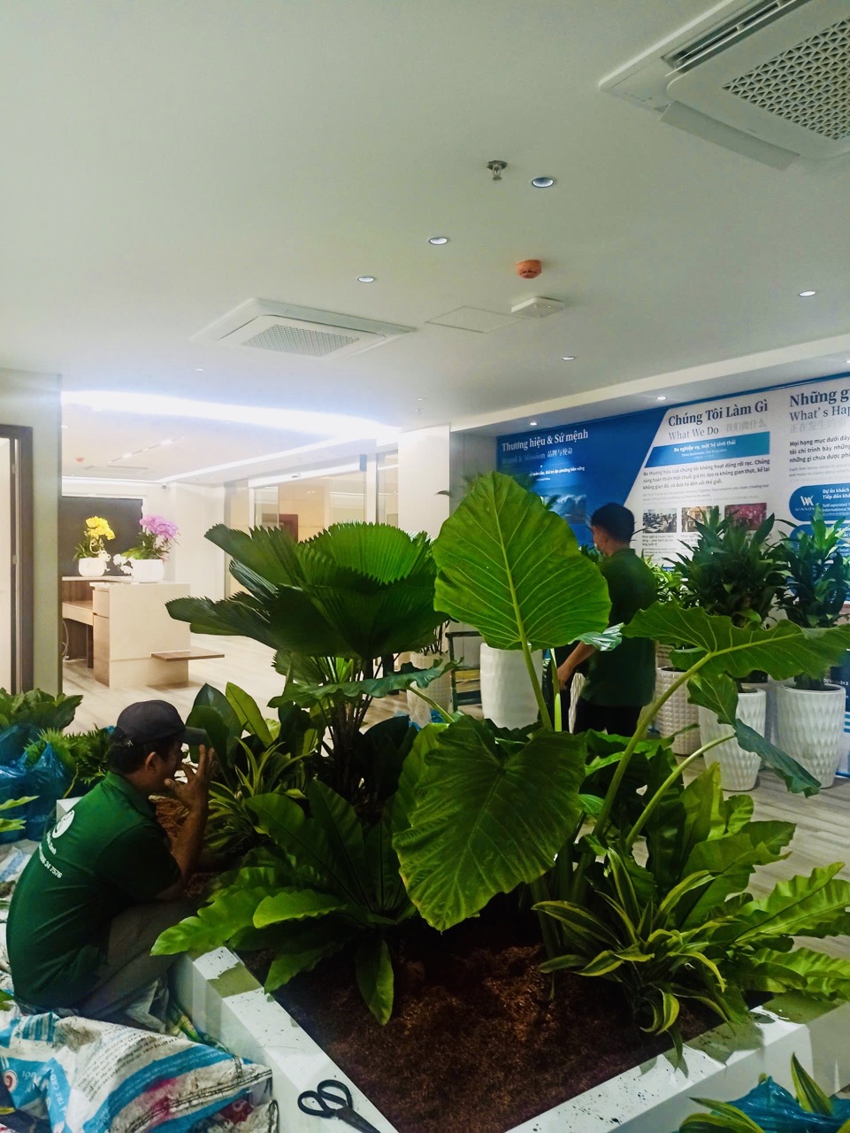 Cho thuê cây xanh văn phòng Công ty Ying Ying tại Phường Khánh Hội TP.HCM
