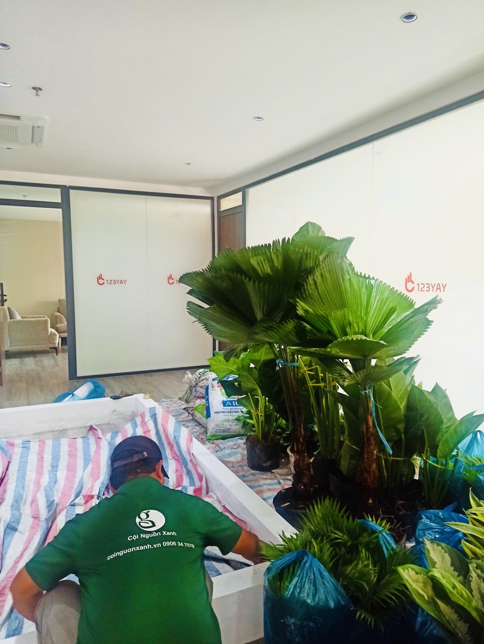Cho thuê cây xanh văn phòng Công ty Ying Ying tại Phường Khánh Hội TP.HCM
