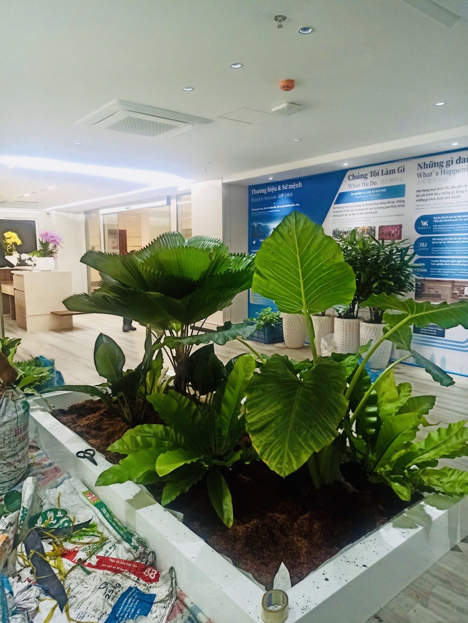 Cho thuê cây xanh văn phòng Công ty Ying Ying tại Phường Khánh Hội TP.HCM