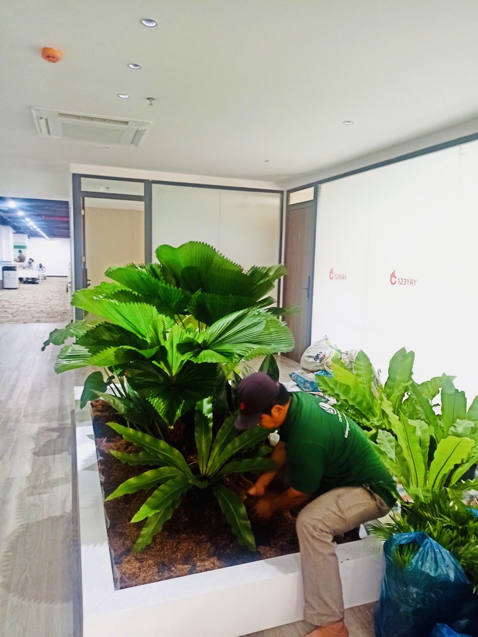 Cho thuê cây xanh văn phòng Công ty Ying Ying tại Phường Khánh Hội TP.HCM