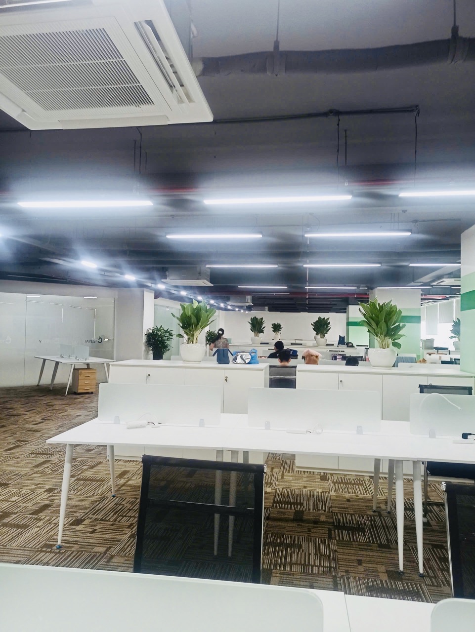 Cho thuê cây xanh văn phòng Công ty Ying Ying tại Phường Khánh Hội TP.HCM