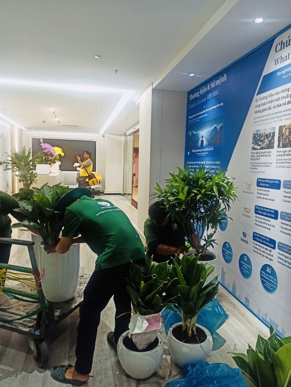 Cho thuê cây xanh văn phòng Công ty Ying Ying tại Phường Khánh Hội TP.HCM