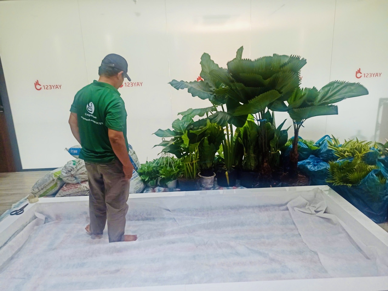 Cho thuê cây xanh văn phòng Công ty Ying Ying tại Phường Khánh Hội TP.HCM