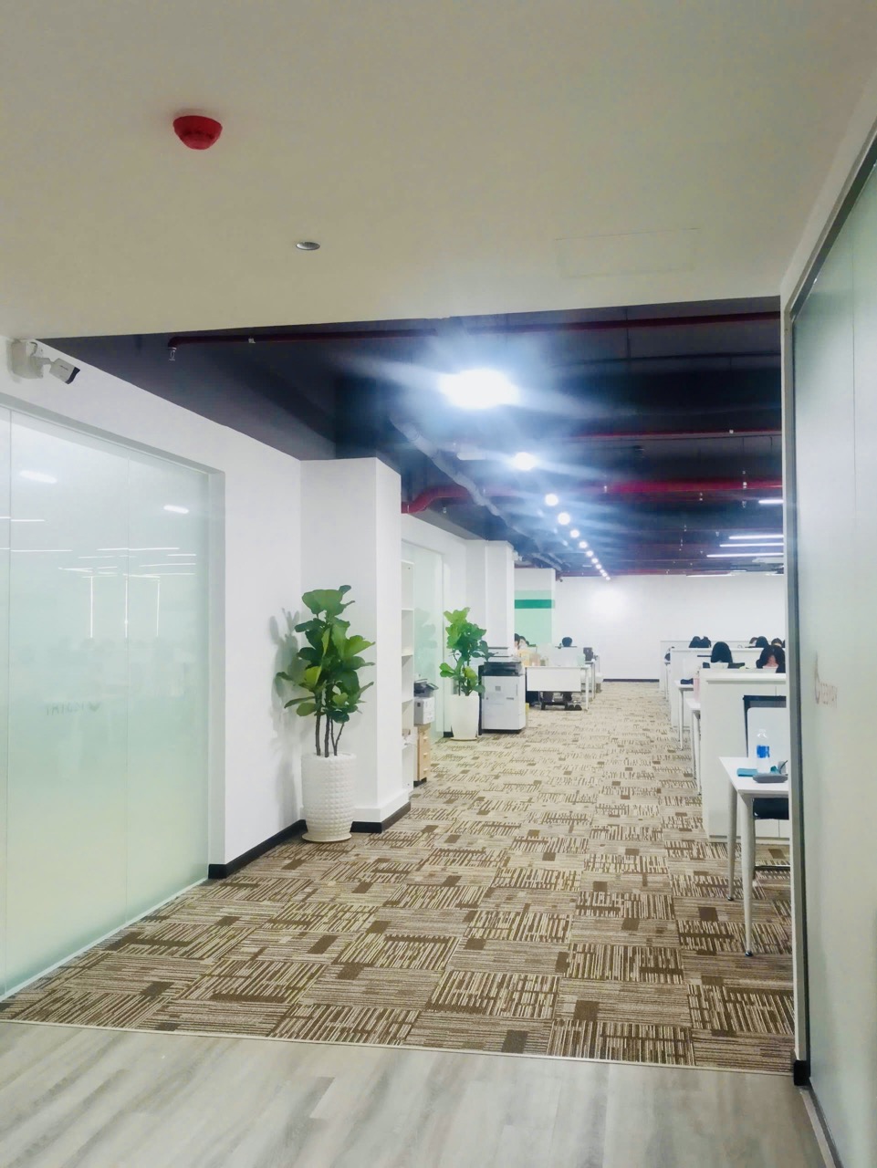 Cho thuê cây xanh văn phòng Công ty Ying Ying tại Phường Khánh Hội TP.HCM