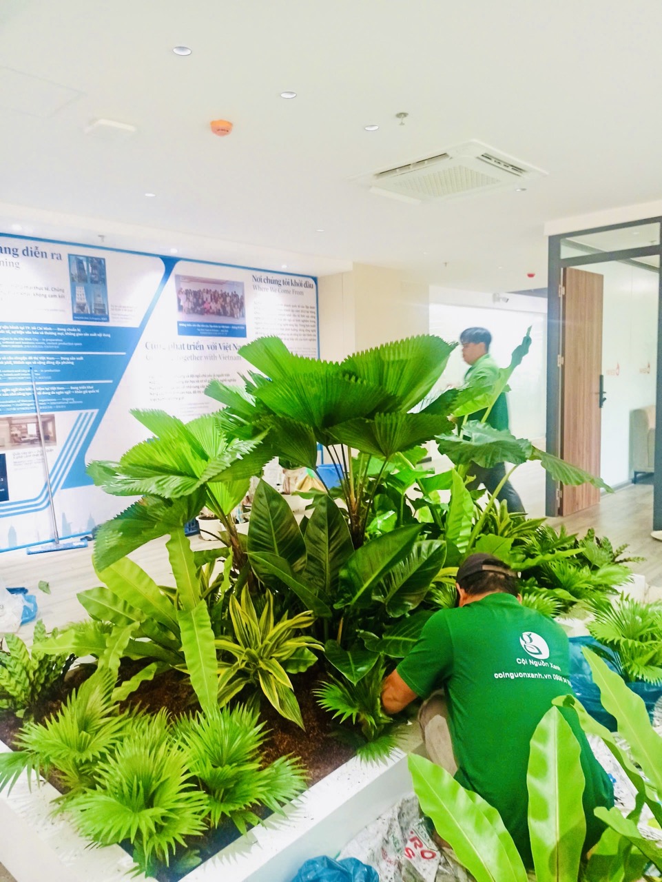 Cho thuê cây xanh văn phòng Công ty Ying Ying tại Phường Khánh Hội TP.HCM