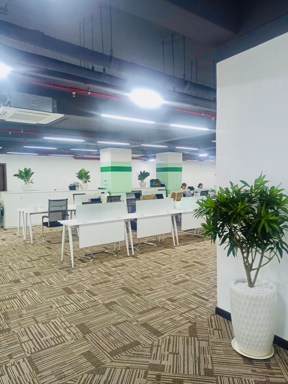 Cho thuê cây xanh văn phòng Công ty Ying Ying tại Phường Khánh Hội TP.HCM