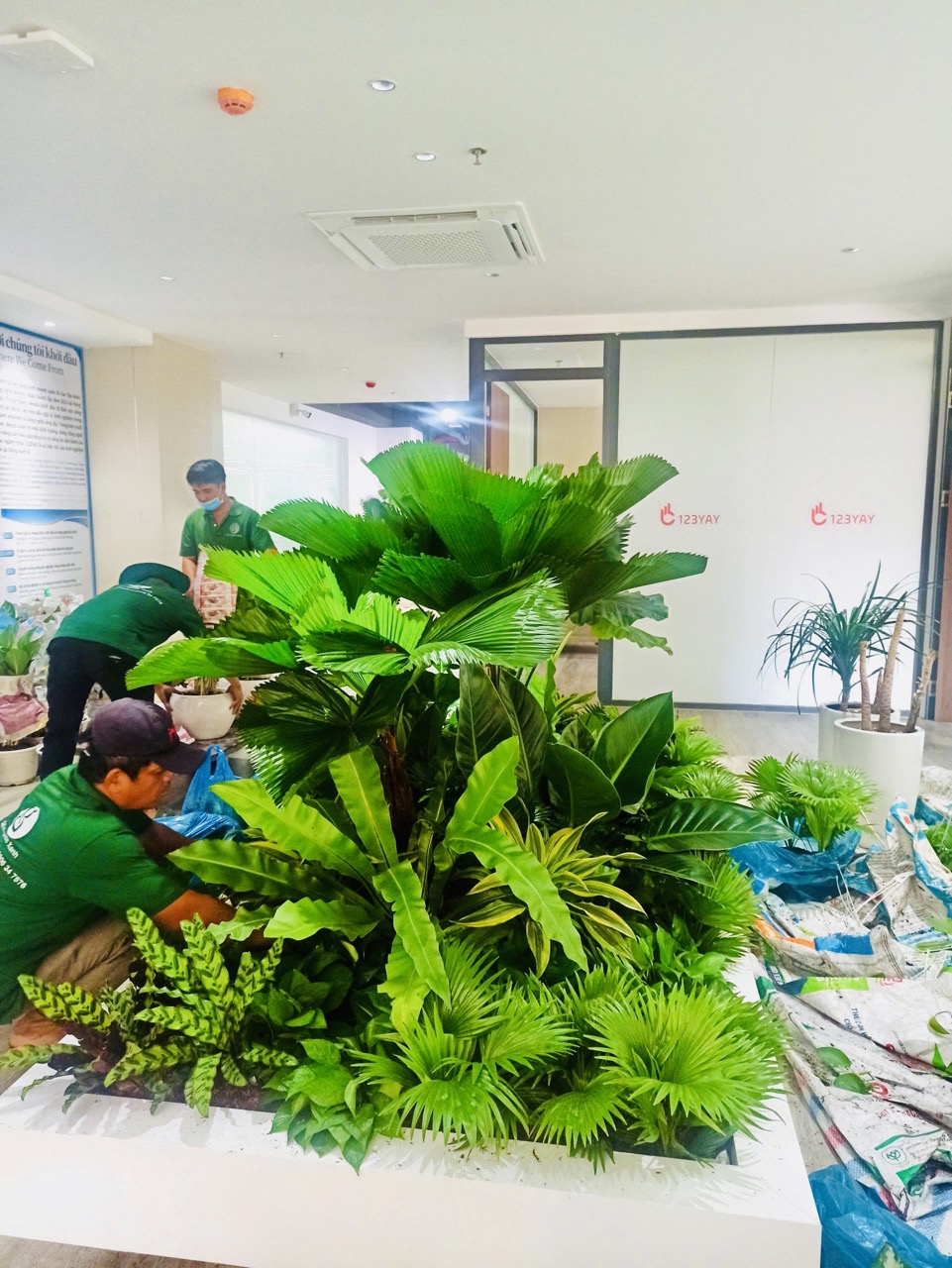 Cho thuê cây xanh văn phòng Công ty Ying Ying tại Phường Khánh Hội TP.HCM
