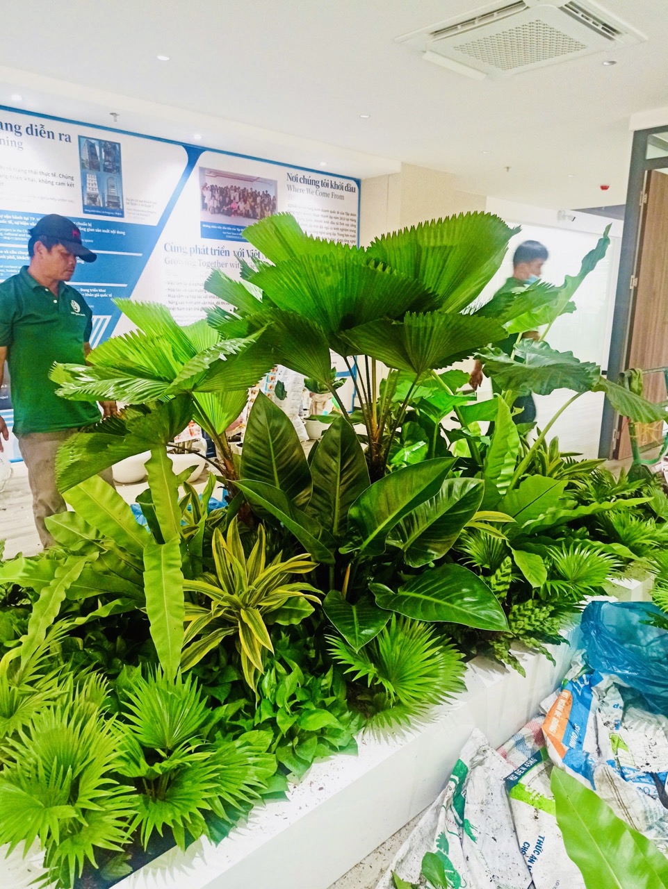 Cho thuê cây xanh văn phòng Công ty Ying Ying tại Phường Khánh Hội TP.HCM