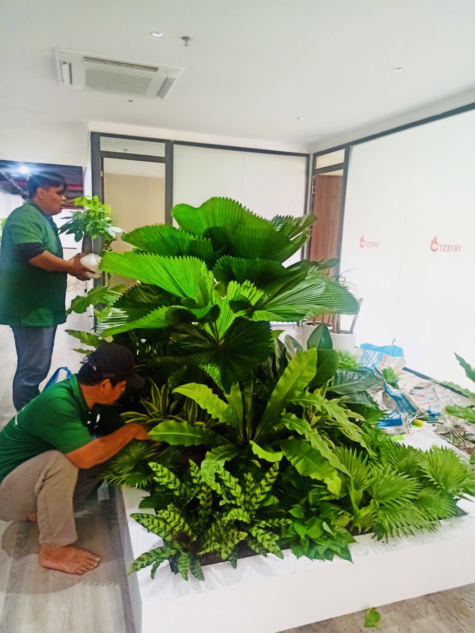 Cho thuê cây xanh văn phòng Công ty Ying Ying tại Phường Khánh Hội TP.HCM