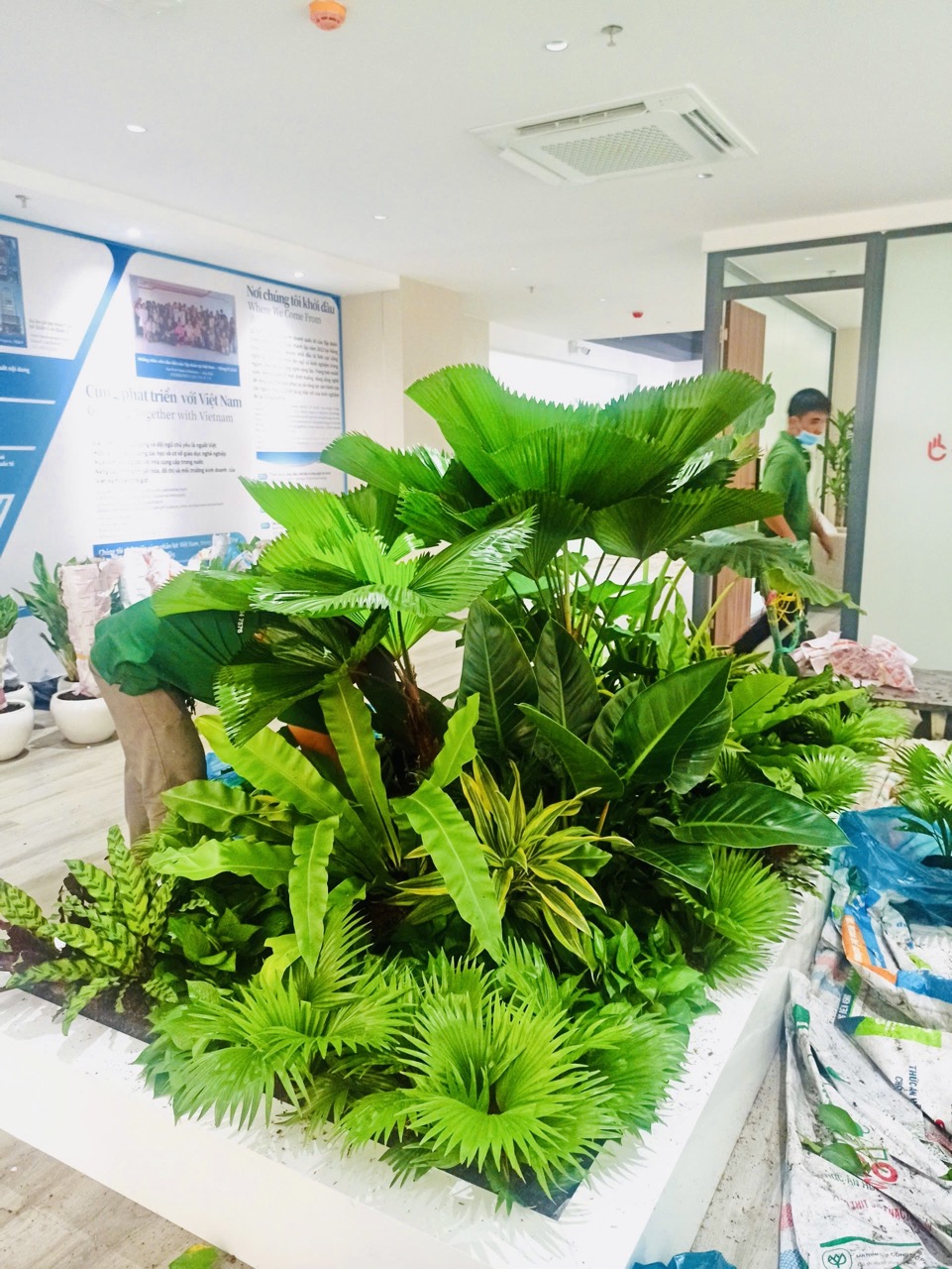 Cho thuê cây xanh văn phòng Công ty Ying Ying tại Phường Khánh Hội TP.HCM