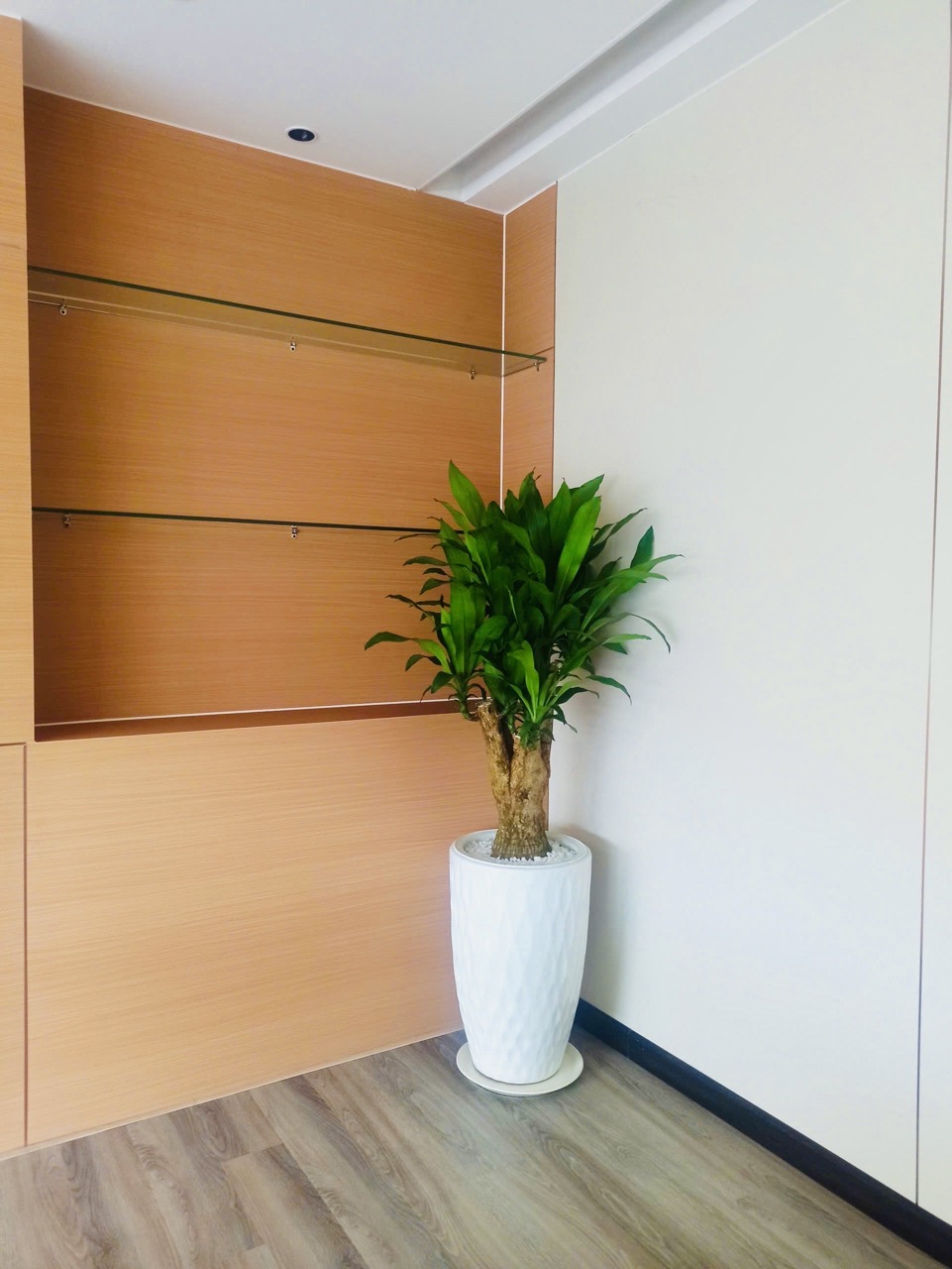 Cho thuê cây xanh văn phòng Công ty Ying Ying tại Phường Khánh Hội TP.HCM