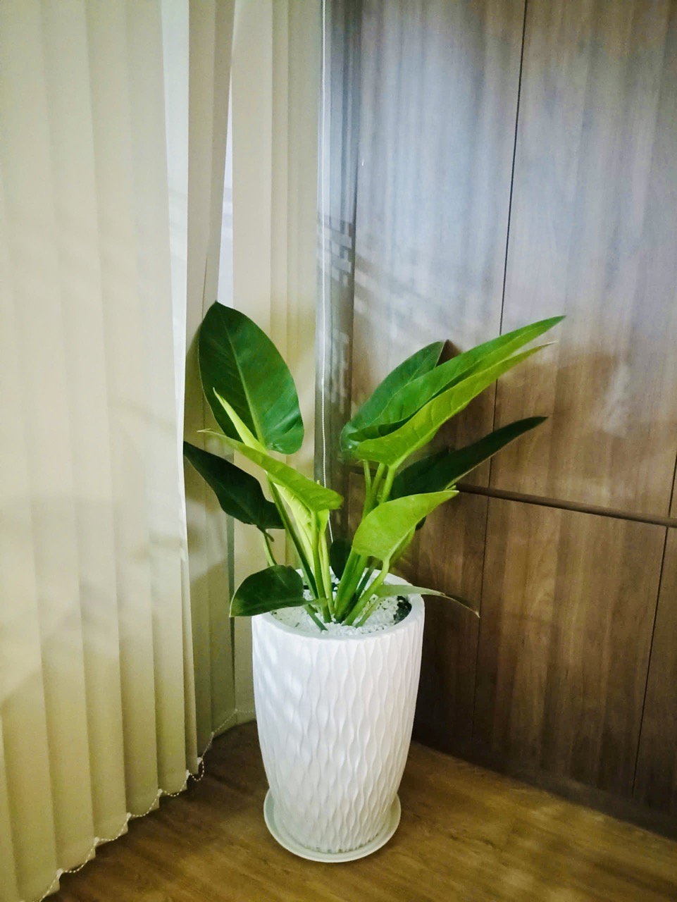 Cho Thuê Cây Xanh Văn Phòng Tại Ngân Hàng BIDV Trần Quang Khải Quận 1 TP.HCM