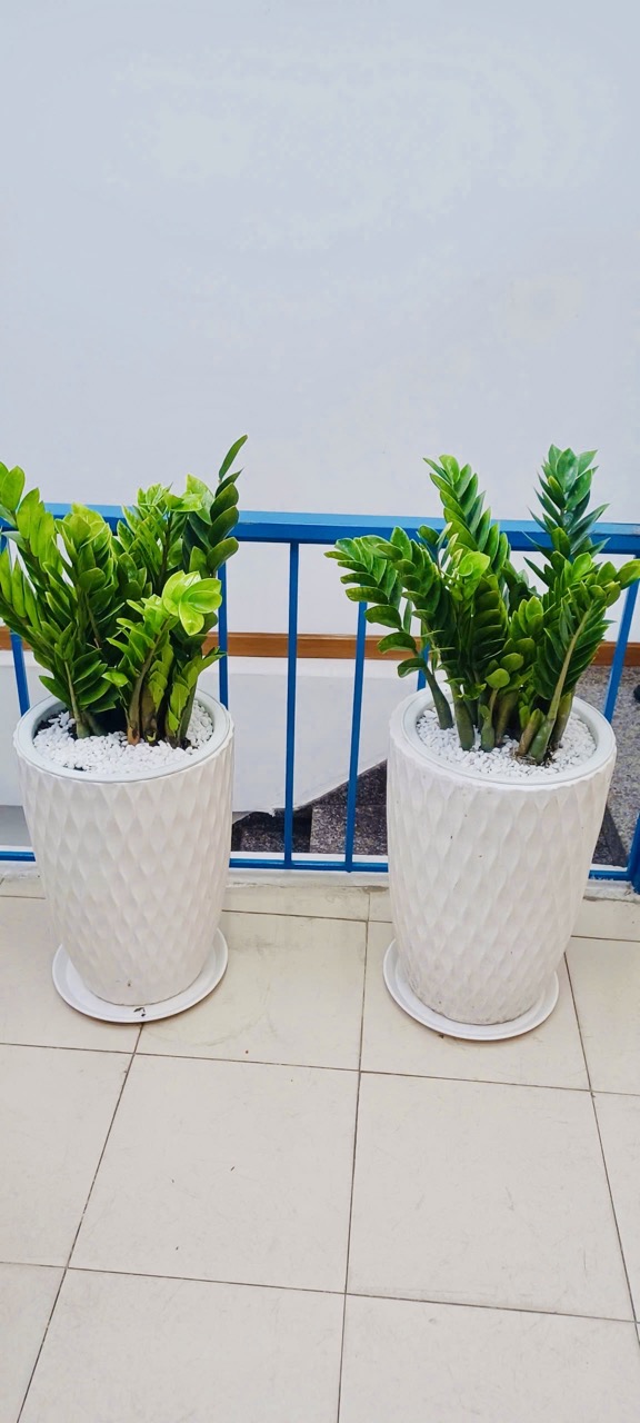Cho Thuê Cây Xanh Văn Phòng Tại Ngân Hàng BIDV Trần Quang Khải Quận 1 TP.HCM