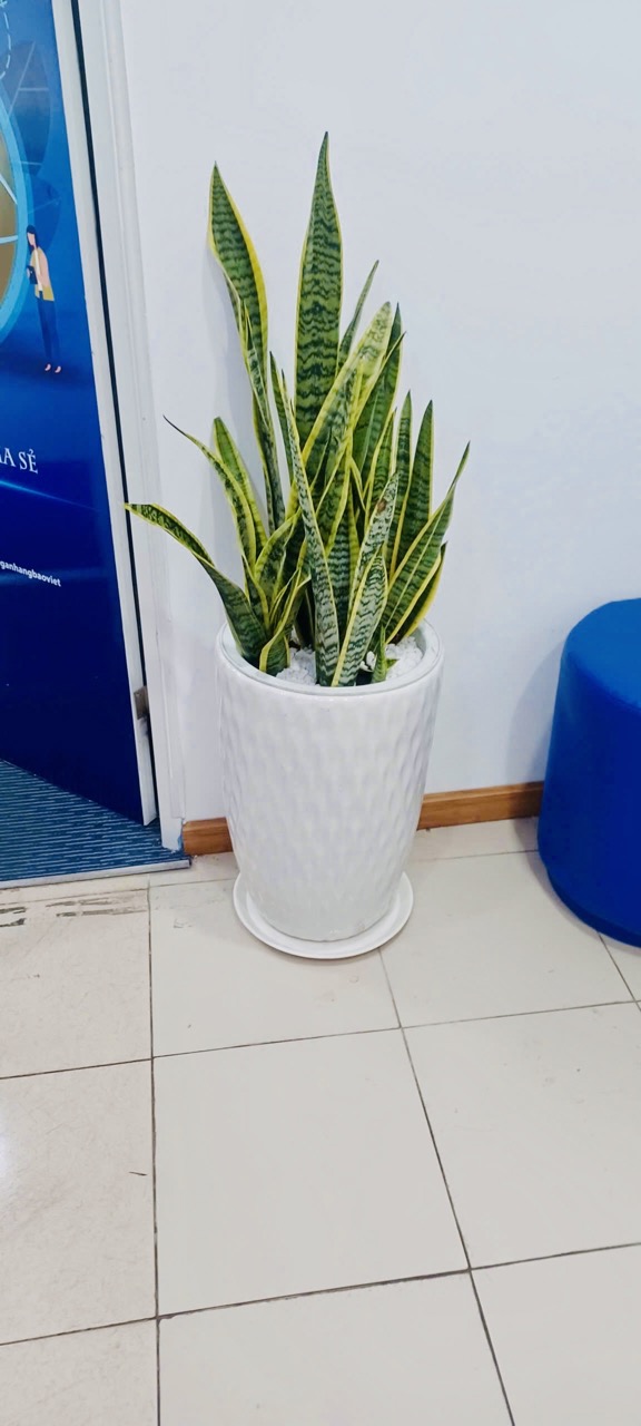 Cho Thuê Cây Xanh Văn Phòng Tại Ngân Hàng BIDV Trần Quang Khải Quận 1 TP.HCM