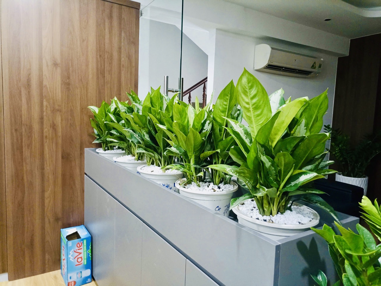 Cho Thuê Cây Xanh Văn Phòng Tại Ngân Hàng BIDV Trần Quang Khải Quận 1 TP.HCM