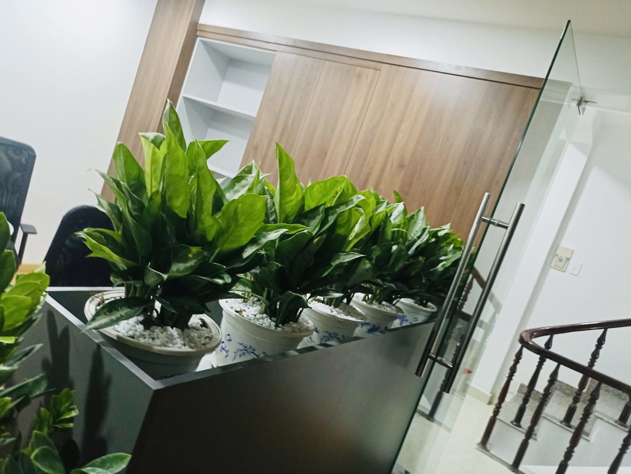 Cho Thuê Cây Xanh Văn Phòng Tại Ngân Hàng BIDV Trần Quang Khải Quận 1 TP.HCM