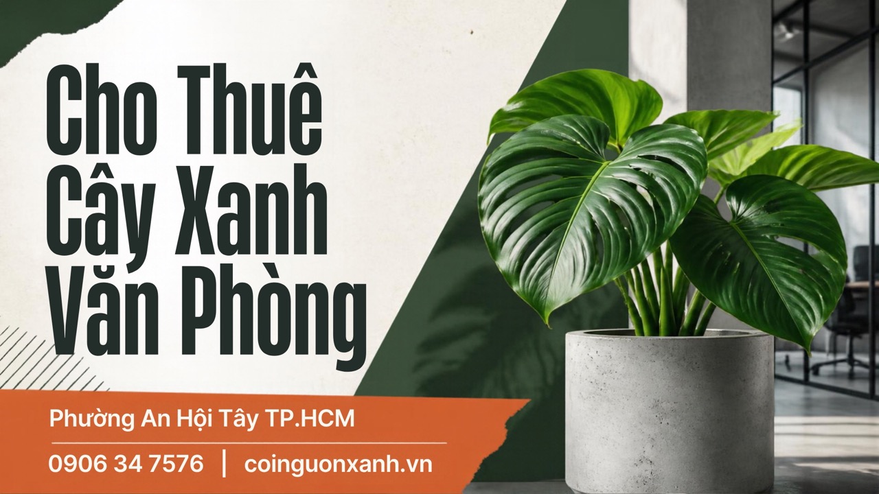 Cho Thuê Cây Xanh Văn Phòng Ở Phường An Hội Tây TP.HCM – Cội Nguồn Xanh