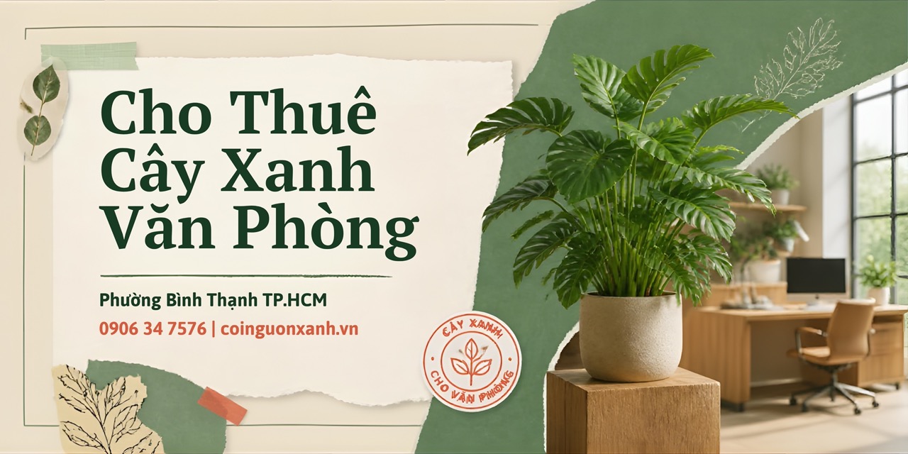 Cho Thuê Cây Xanh Văn Phòng Ở Phường Bình Thạnh TP.HCM