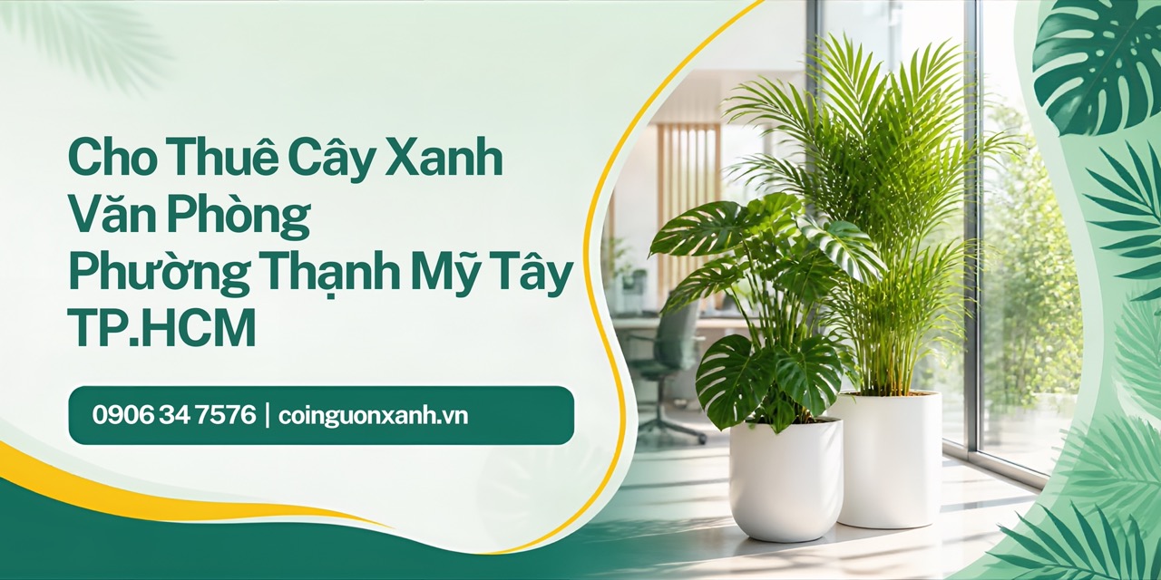 Cho thuê cây xanh văn phòng ở Phường Thạnh Mỹ Tây TP.HCM – Cây đẹp, chăm sóc trọn gói