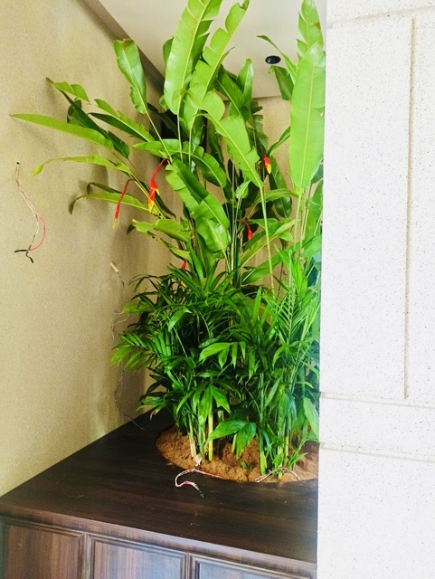Cội Nguồn Xanh Thi Công Sân Vườn Nhà Hàng Son Tại Phường Sài Gòn TP.HCM