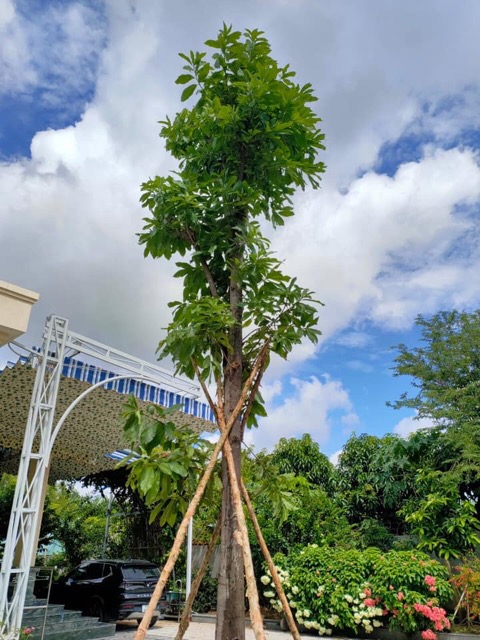 Trồng cây sala biệt thự Nhà Bè TP.HCM