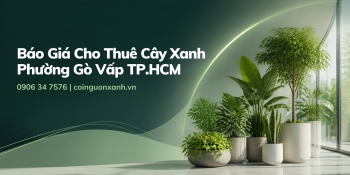 Báo Giá Cho Thuê Cây Xanh Ở Phường Gò Vấp TP.HCM Mới Nhất