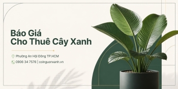 Báo Giá Cho Thuê Cây Xanh Phường An Hội Đông TP.HCM Mới Nhất