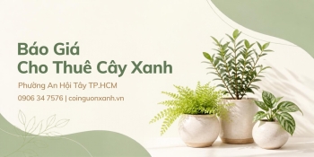Báo giá cho thuê cây xanh ở Phường An Hội Tây TP.HCM – Giải pháp xanh cho mọi không gian