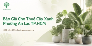 Báo Giá Cho Thuê Cây Xanh Ở Phường An Lạc TP.HCM Mới Nhất
