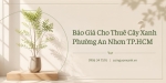 Báo Giá Cho Thuê Cây Xanh Ở Phường An Nhơn TP.HCM