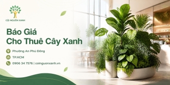 Báo Giá Cho Thuê Cây Xanh Ở Phường An Phú Đông TP.HCM