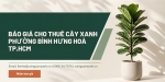 Báo Giá Cho Thuê Cây Xanh Ở Phường Bình Hưng Hòa TP.HCM